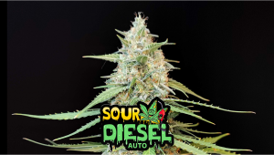 Sour Diesel Auto Plants Seed Week-by-Week Guide