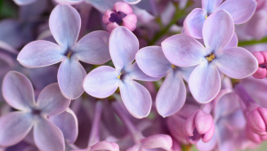 Understanding Flavor: What is Flavorinolene?