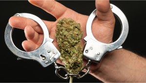 Spotlight On: Last Prisoner Project Highlights Injustice Of Plants Prosecution
