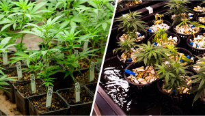 Growing Plants Hydroponics vs Soil