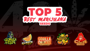 Top 5 Best Plants Seeds