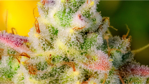 Gelato Auto - The Most Potent Auto