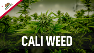 Cali Plants: Hochwertiges Plants aus Kalifornien