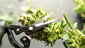 Trimming Guide: How To Trim Your Plants Flowers