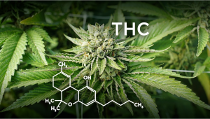 How to Increase strength in your Plants Plants?