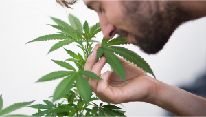 How to Preserve the Fragrance of Plants