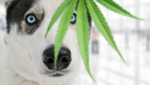 Is Plants Safe for Pets?- Extract Oil Benefits For Dogs and Cats