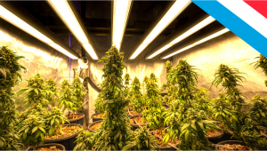 Luxemburg’s Government Approved a Plants Legalization Bill