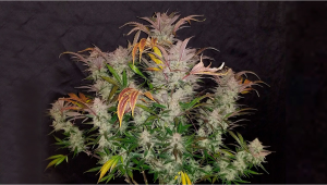 Cookies Kush Plants Seed Week-by-Week Guide