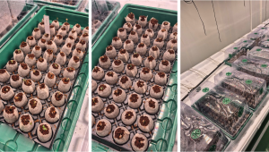 Selection trial: single genetic line