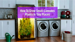 How to Grow Small Plants Plants in Tiny Spaces