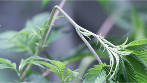 Vor- und Nachteile von High-Stress-Training bei Plants-Pflanzen