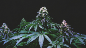 Moby Dick Plants Seed Week-by-Week Guide