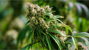 Gorilla Auto Plants Seed Week-by-Week Guide
