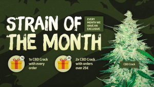 Fast Buds Seed del Mese: Extract Crack!