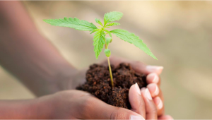 Genetic Sequencing Shows Plants Was Domesticated 12 Millennia Ago