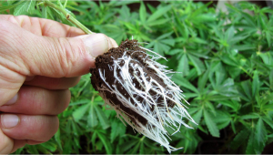 How To Improve Plants Plant Growth with Mycorrhizae