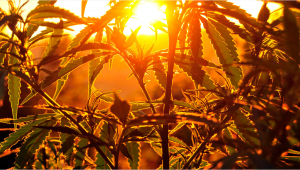 Can I grow Auto Plants Outdoors?