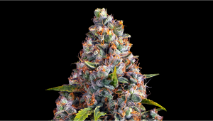 Strawberry Cheesecake Auto Plants Seed Week-by-Week Guide