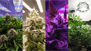 Best Light Spectrum to Grow Autos
