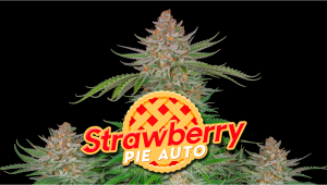 Strawberry Pie Auto Plants Seed Woche für Woche - Anleitung