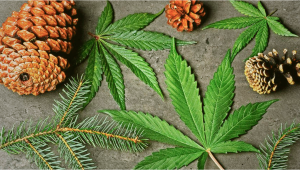 Understanding Flavor: What is Pinene?