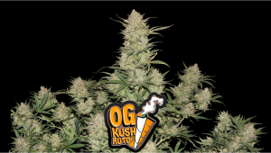 OG Kush Auto Plants Seed Week-by-Week Guide