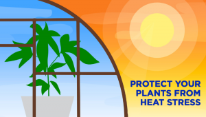 How To Protect Auto Seeds From Heat Stress