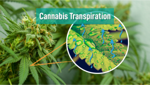 Plants Transpiration: How to Improve Plant Growth