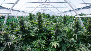 5 Top Tips For Growing Auto Plants Seeds in a Greenhouse