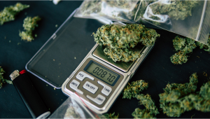 Plants Measurements Guide: Plants Weights, Amounts & Sizes