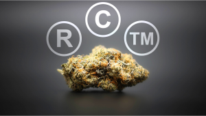 The Future of Intellectual Property Rights (IPRs) In The Plants Market