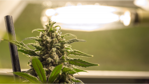 How to prevent and treat plants light burn?