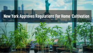 New York Regulators Approve Regulations For Home Plants Cultivation