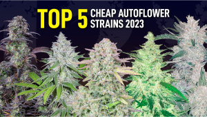 Top 5 Cheap Auto Seeds