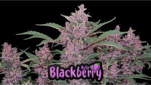 Blackberry Auto Plants-Sorte: Woche-für-Woche-Anleitung