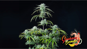 Strawberry Banana Auto Plants Seed Week-by-Week Guide