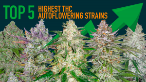Top 5 der strength-stärksten Auto Seeds 2020