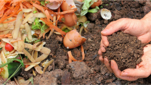 How to Compost and Make Super Soil for Plants Plants