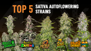 The Top 5 Best Sat Auto Seeds