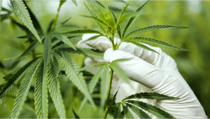 Plants Plant Tissue Culture: What is it?