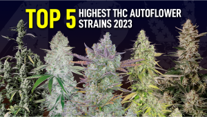 Top 5 Highest strength Auto Seeds