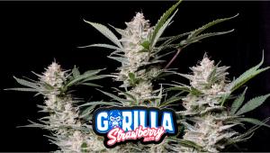Strawberry Gorilla Auto Plants Seed Week-by-Week Guide