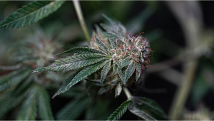 Bubba Kush Auto Plants Seed Week-by-Week Guide