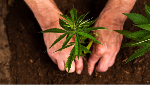 Can you grow autos organically?