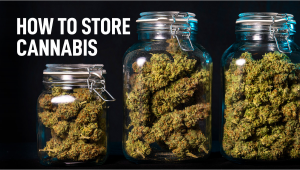 Plants Storage: How to Successfully Store Plants for a Long Time