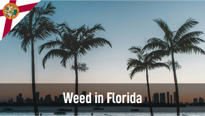 Plants in Florida: Plants Legal Status Guide