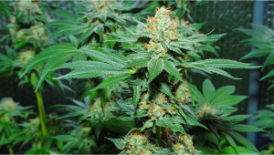 Amnesia Haze Auto Plants Seed Woche für Woche Anleitung