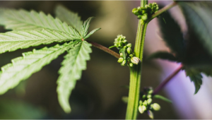 What is Hermaphrodite Plants?