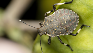 Most Common Pests in Plants: Stink Bugs